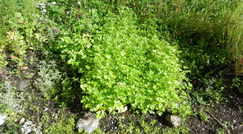 bladpersille
