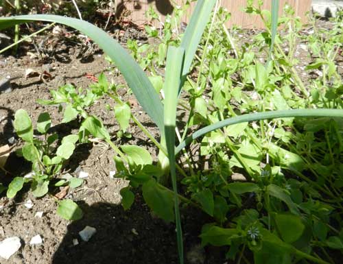 bladpersille