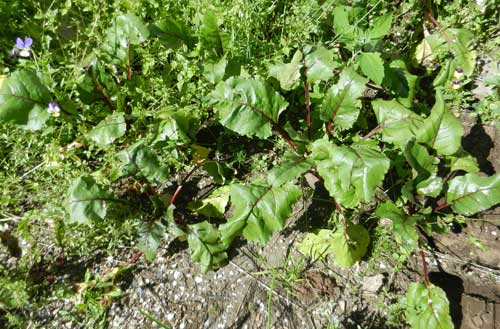 bladpersille