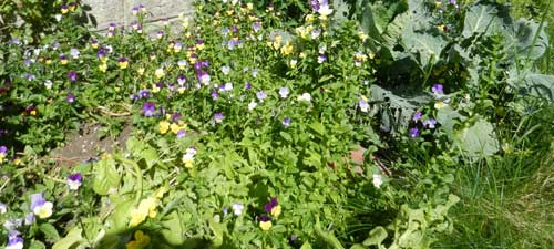 bladpersille